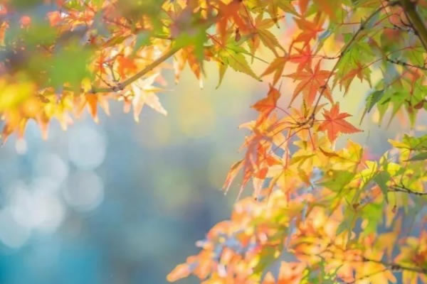 秋意漸濃，可以讓家中更具空靈通透感